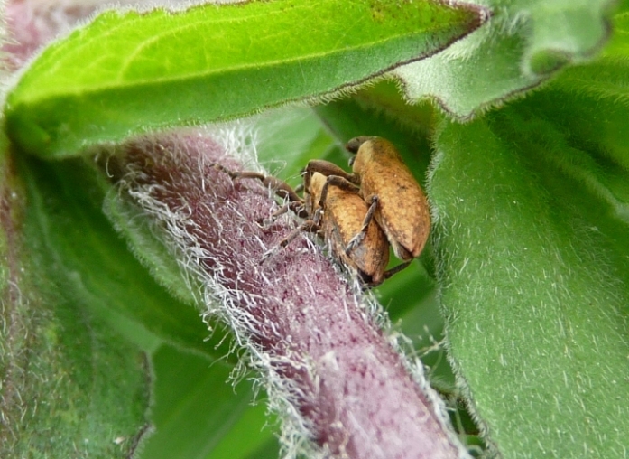 Coppia Curculionidae